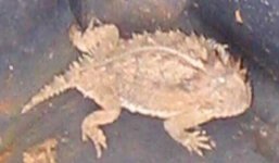 Horn Toad4.jpg