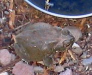 hop toad4.jpg