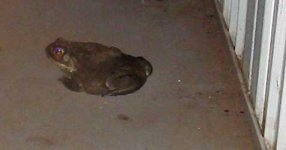 hop toad6.jpg