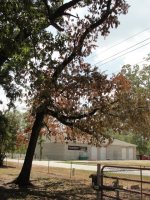 The yard and trees dying1.JPG