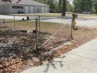 The yard and trees dying2.JPG