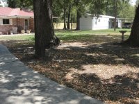 The yard and trees dying3.JPG