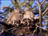 last-inca-doves1.jpg