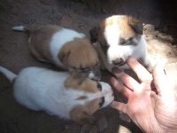 bratts chewing 1.jpg