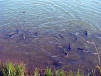 IMG_1186.JPG