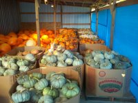 pumpkins 001.jpg