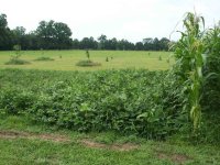 447397-Black_crowder_peas.jpg