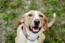 356877-daisy.jpg