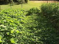 447459-weedy-garden-1.jpg