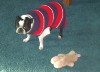 356963-pig100.JPG