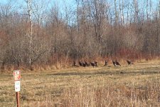 537581-turkies.JPG
