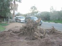 404781-Camphor-Tree-Down-2.jpg