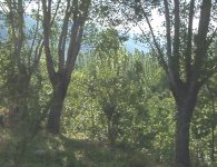 448194-mycherryfield.jpg