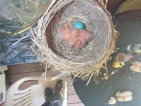 448220-robins.jpg