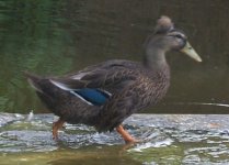 448270-Ducks Ben Wallace III.jpg