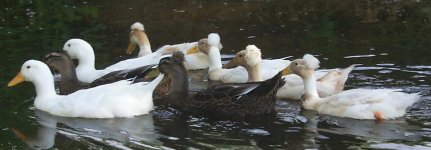 448697-Ducks Ben Wallace cropped.jpg