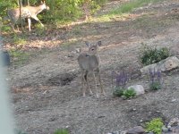 448710-deer1.jpg