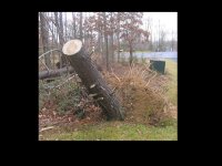 357899-tree2.jpg