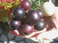 577781-unreal muscadines.jpg