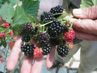 577821-blackberries.jpg