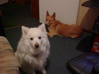 406187-Rex & Roxy.jpg