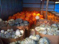 pumpkins 002.jpg