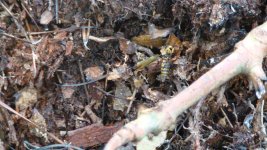 DSC02012.jpg