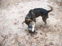 10-15-07 Booger playing with his ball.jpg