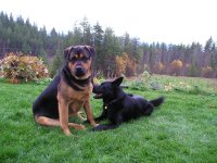 20051102_Lucy_Sadie_0002.JPG