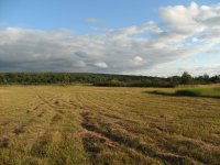 mowing 002.jpg