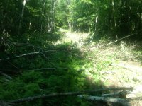 IMG00019-20110620-1549.jpg