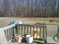 back deck.jpg