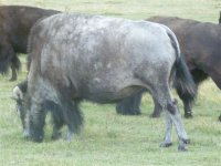 white buffalo sept 20-011 007.jpg