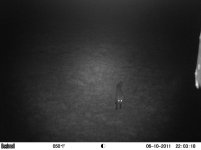 Mr Fox 1.jpg