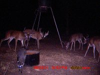 bucksandcoon.JPG