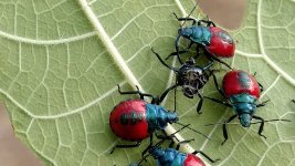spiderman bugs.jpg