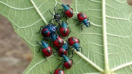 spiderman bugs2.jpg