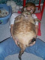 4389_2195_huge-cat.jpg