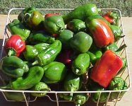 peppers drainer full 10-26-05.jpg