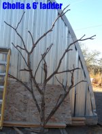 cholla ladder.jpg