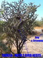 condo-cholla.jpg