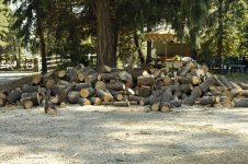 wood pile small.jpg