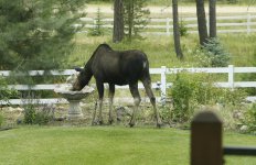 moose 1.jpg