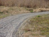 Roadway.jpg