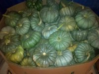 pumpkins 011.jpg
