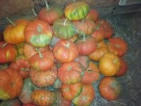 pumpkins 013.jpg