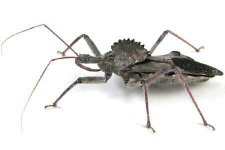assassin bug.jpg