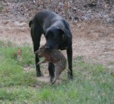 whipper's new best friend 1.jpg