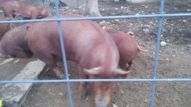 animals 021.jpg