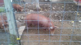 animals 022.jpg